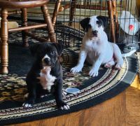 American Staffordshire Terrier Puppies for sale in Akron, Ohio. price: $350