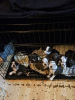 American Staffordshire Terrier Puppies for sale in Syracuse, New York. price: $300,350