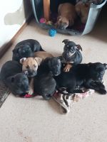 American Staffordshire Terrier Puppies for sale in Dandenong, Victoria. price: $1,000