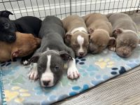 American Staffordshire Terrier Puppies for sale in Baltimore, Maryland. price: $1,200