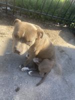 American Staffordshire Terrier Puppies for sale in Houston, Texas. price: $800