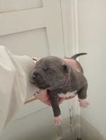 American Staffordshire Terrier Puppies for sale in Blacktown, New South Wales. price: $2,000