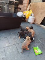 American Staffordshire Terrier Puppies for sale in Punchbowl, New South Wales. price: $1,000