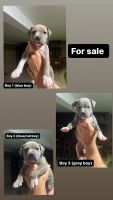 American Staffordshire Terrier Puppies for sale in Ayr, Queensland. price: $2,000