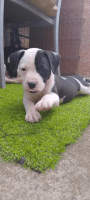 American Staffordshire Terrier Puppies for sale in Bowden, South Australia. price: $1,300