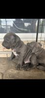 American Staffordshire Terrier Puppies for sale in Kawana, Queensland. price: $2,000