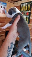American Staffordshire Terrier Puppies for sale in San Jose, California. price: $200