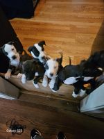 American Staffordshire Terrier Puppies for sale in Syracuse, New York. price: $300