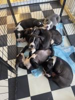 American Staffordshire Terrier Puppies for sale in Charmhaven, New South Wales. price: $600