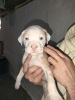 American Staffordshire Terrier Puppies for sale in McKeesport, PA, USA. price: $600