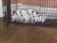 American Staffordshire Terrier Puppies for sale in Shamokin, Pennsylvania. price: $200