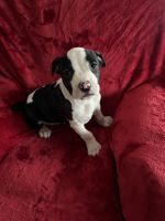 American Staffordshire Terrier Puppies for sale in Jackson, California. price: NA