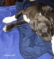American Staffordshire Terrier Puppies for sale in Syracuse, New York. price: $300