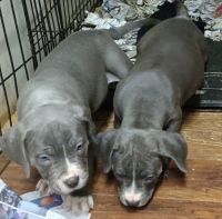 American Staffordshire Terrier Puppies for sale in Vale, North Carolina. price: $200