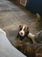 American Staffordshire Terrier Puppies for sale in Minneapolis, MN 55420, USA. price: $500