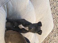 American Staffordshire Terrier Puppies for sale in Melton, Victoria. price: $500