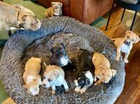 American Staffordshire Terrier Puppies for sale in East Brisbane, Queensland. price: $2,500
