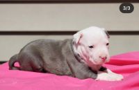 American Staffordshire Terrier Puppies for sale in Erial, NJ 08081, USA. price: $500