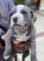 American Staffordshire Terrier Puppies for sale in Pacoima, California. price: $50