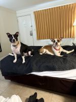 American Staffordshire Terrier Puppies for sale in Lenox Ave, Jacksonville, FL, USA. price: NA