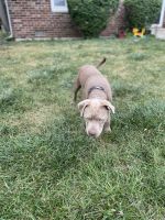 Affectionate AMSTAFF Seeking Loving Home