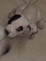 American Staffordshire Terrier Puppies for sale in Spring Valley, CA, USA. price: $300