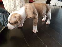 American Staffordshire Terrier Puppies for sale in Edmonton, AB, Canada. price: $800