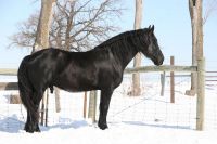 American Warmblood Horses for sale in Abilene, TX, USA. price: $900
