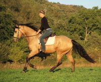 American Warmblood Horses for sale in Hartford, CT, USA. price: $800