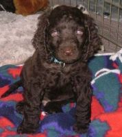 American Water Spaniel Puppies for sale in Seattle, WA 98103, USA. price: $500