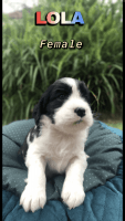 American Water Spaniel Puppies for sale in Orlando, FL, USA. price: $1,000
