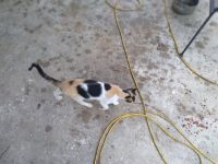 American Wirehair Cats for sale in Homewood, MS 39074, USA. price: $350