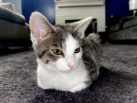 American Wirehair Cats for sale in 25007 Cunningham Ave, Warren, MI 48091, USA. price: $800