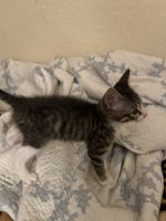 American Wirehair Cats Photos