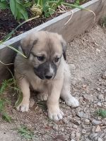 Anatolian Shepherd Puppies for sale in Thompson Falls, MT 59873, USA. price: $500