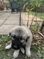 Anatolian Shepherd Puppies for sale in Chicago, IL, USA. price: $800