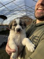 Anatolian Shepherd Puppies for sale in Johnson City, Tennessee. price: $400