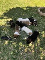 Anatolian Shepherd Puppies for sale in Keller, Texas. price: $350