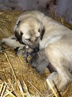 Anatolian Shepherd Puppies for sale in Aitkin, MN 56431, USA. price: $350