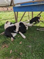 Anatolian Shepherd Puppies Photos