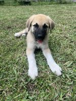 Anatolian Shepherd Puppies for sale in Brooksville, FL, USA. price: $500