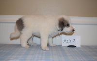 Anatolian Shepherd Puppies for sale in Vancouver, BC, Canada. price: $500