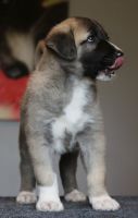 Anatolian Shepherd Puppies for sale in Indianapolis, IN, USA. price: $400