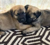 Anatolian Shepherd Puppies for sale in Cleveland, TX, USA. price: $2,000