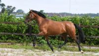 Andalusian Horses for sale in Sioux Falls, SD, USA. price: $2,000