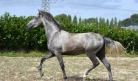 Andalusian Horses Photos