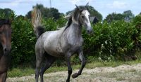 Andalusian Horses Photos