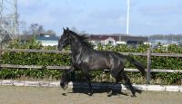 Andalusian Horses for sale in Miami Lakes, FL, USA. price: $5,000