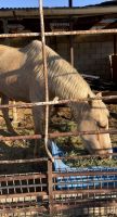 Andalusian Horses for sale in McFarland, CA 93250, USA. price: $3,000
