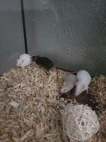 Andean Vesper Mouse Rodents for sale in Fort Worth, TX, USA. price: $32
